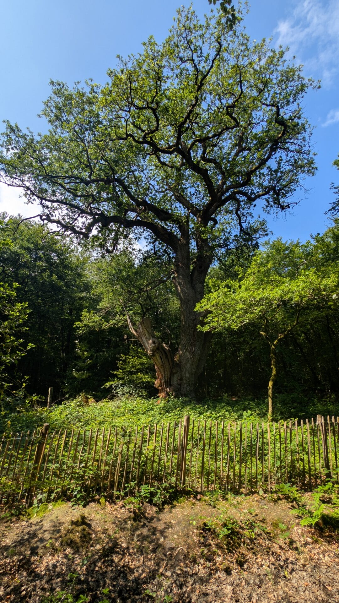 Friederikeneiche im Sommer 2026